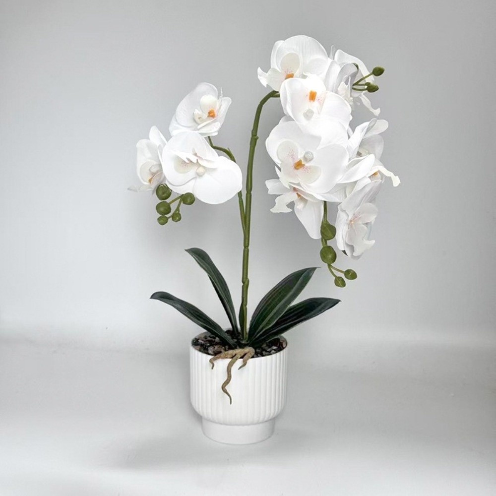 กล้วยไม้ผีเสื้อจำลองแบบหลายดอก - Orchid Potting Mix บทวิจารณ์และราคา