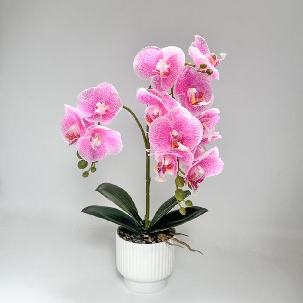 กล้วยไม้ผีเสื้อจำลองแบบหลายดอก - Orchid Potting Mix บทวิจารณ์และราคา