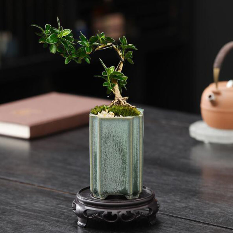 Porcelain Square Celadon เคลือ - Orchid Potting Mix บทวิจารณ์และราคา