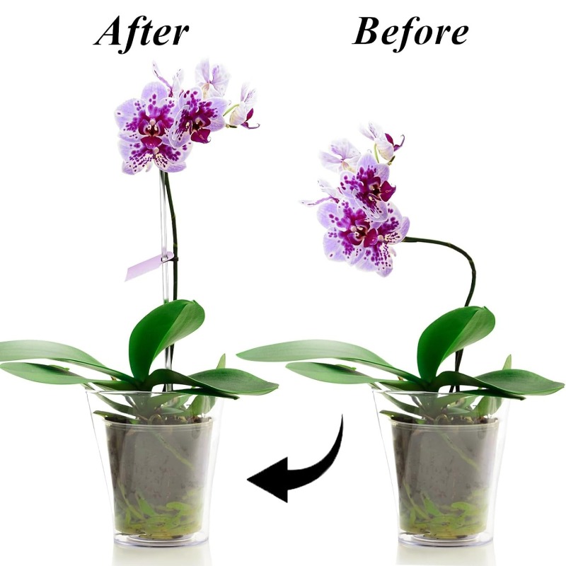 เสาค้ำดอกไม้แบบใส ใช้ซ้ำได้ ทำ - Orchid Potting Mix บทวิจารณ์และราคา